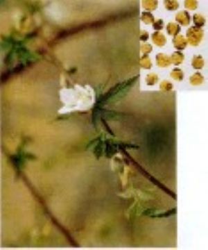 Rubus Idaeus Extract